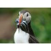 Causeway Coast Way | Rucksack Readers Guide